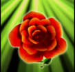 Символ игрового автомата Lucky Rose Роза