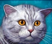 Символ игрового автомата Diamond Cats Серый кот